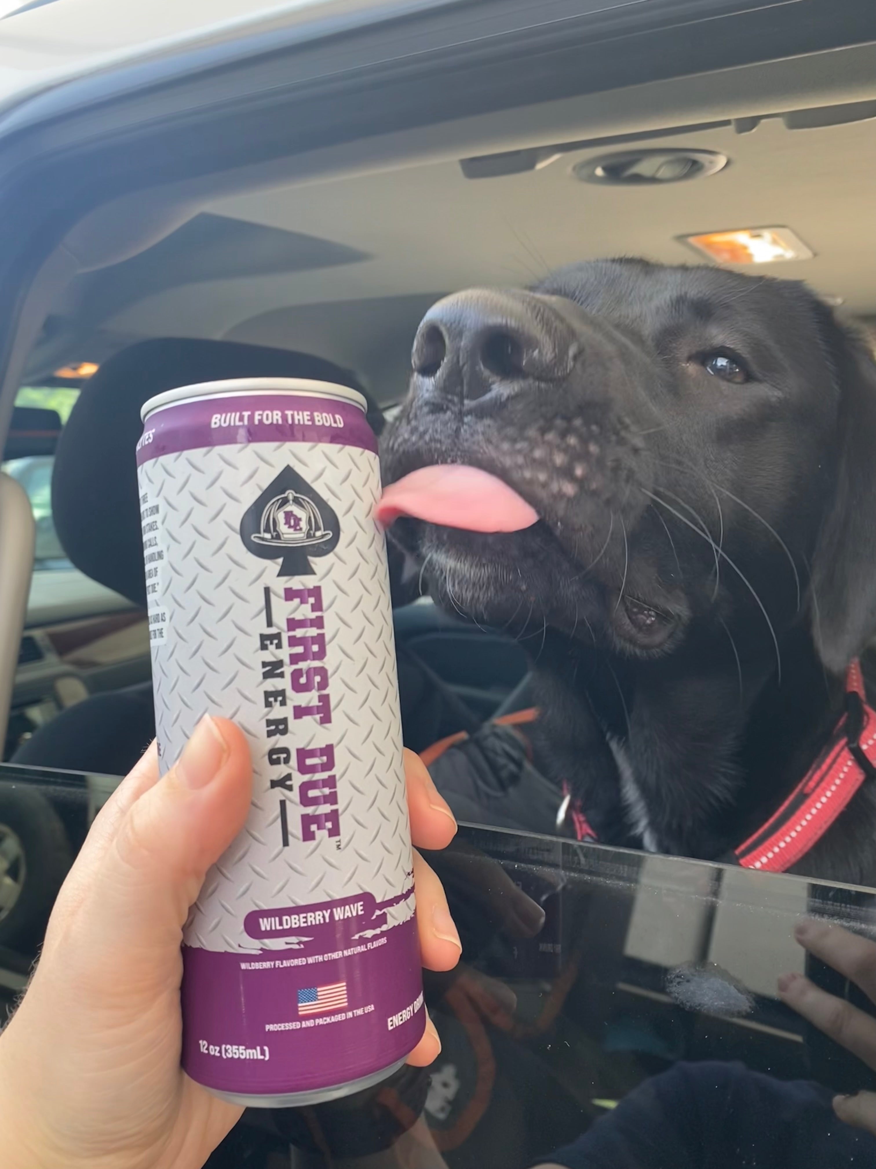 A person holds a can of First Due Energy drink in front of a black dog sitting in the back seat of a car with the window down, with the dog licking the can.